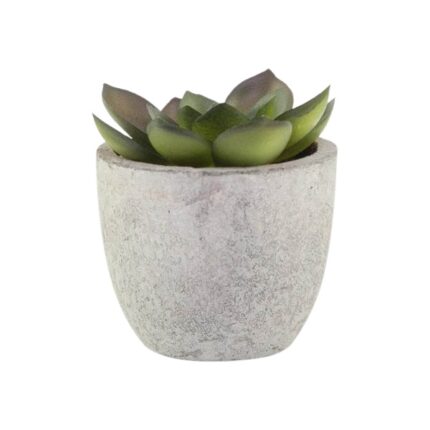 Oasis artificial succulent plant in pulp pot